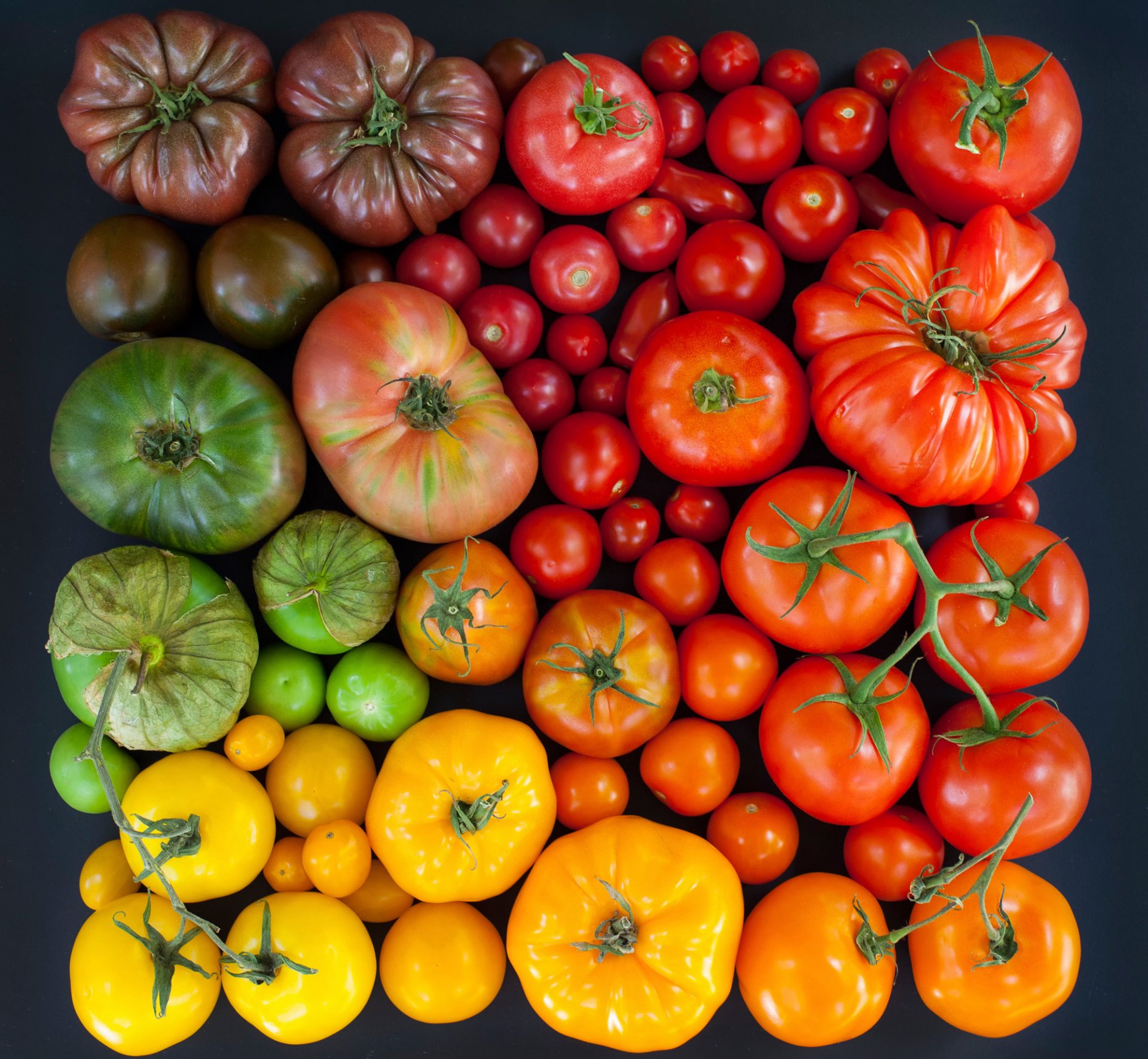 tomatoes tomatoes multicolored