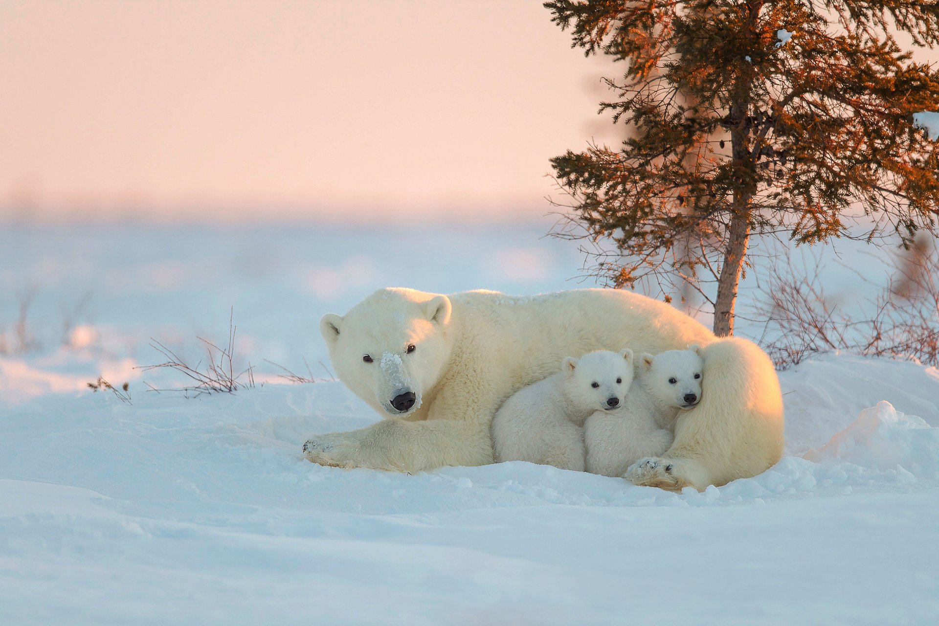 ours blanc neige cub