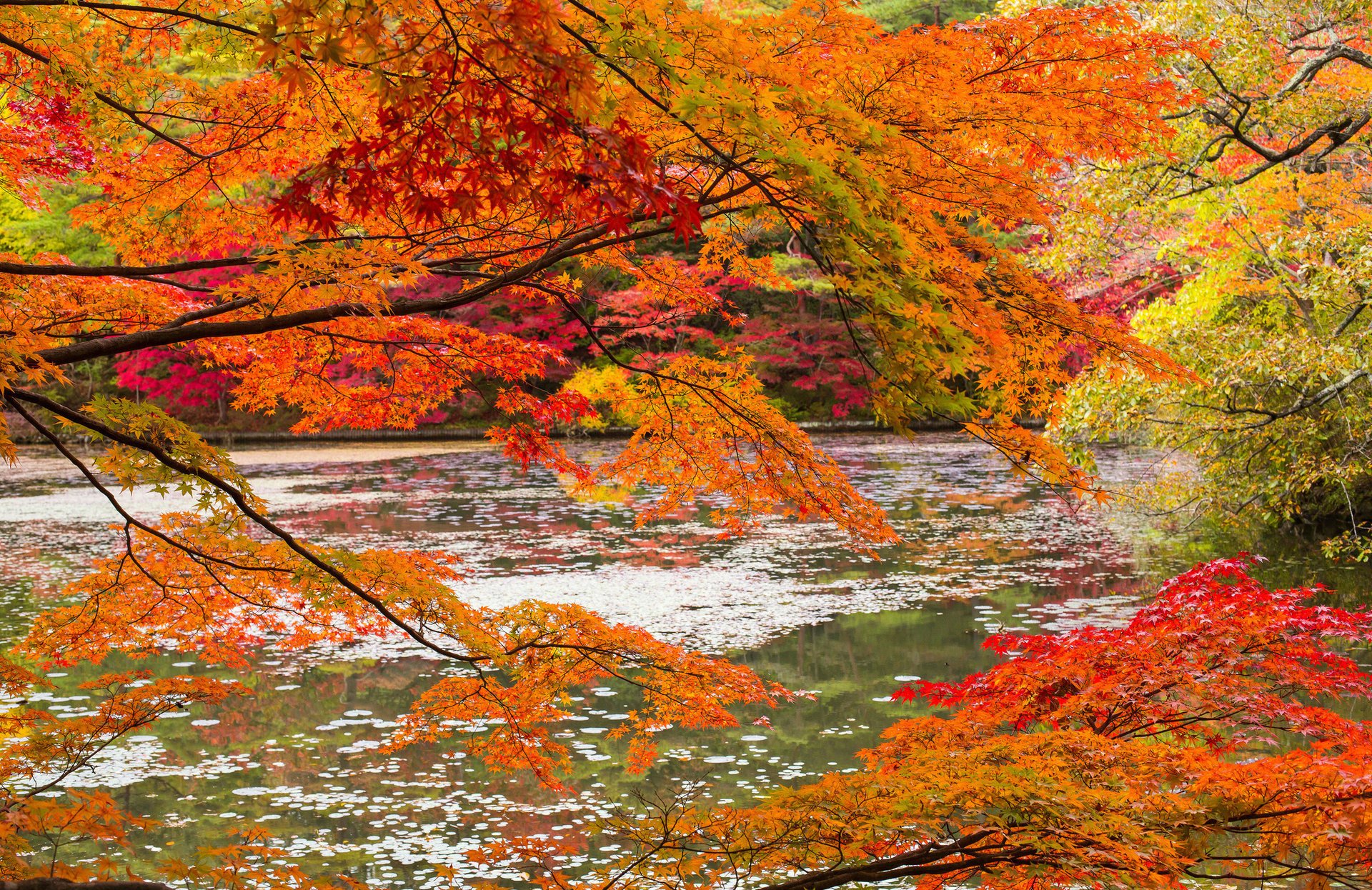 autunno foresta fiume rami natura