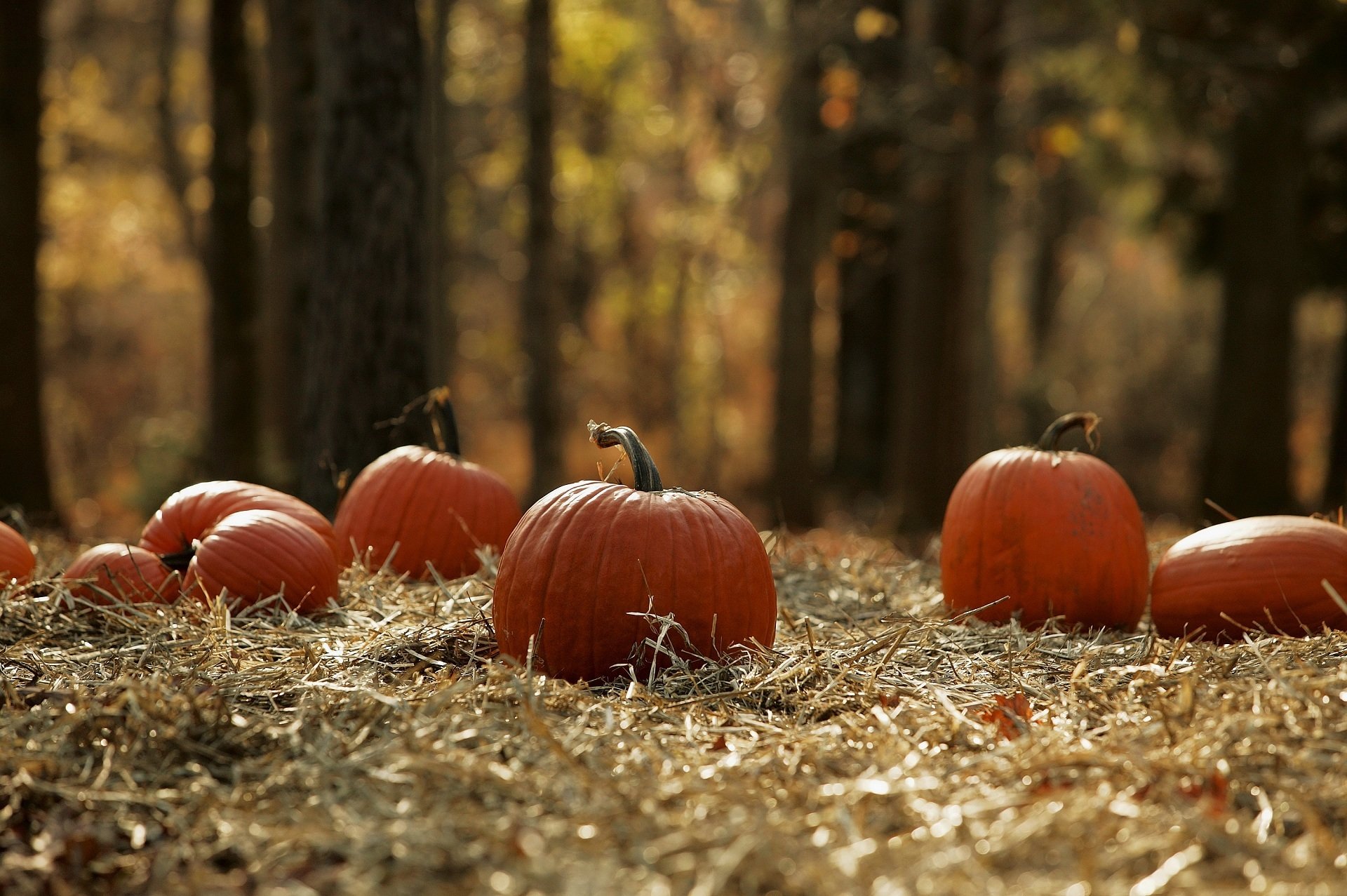 citrouilles forêt terre récolte automne