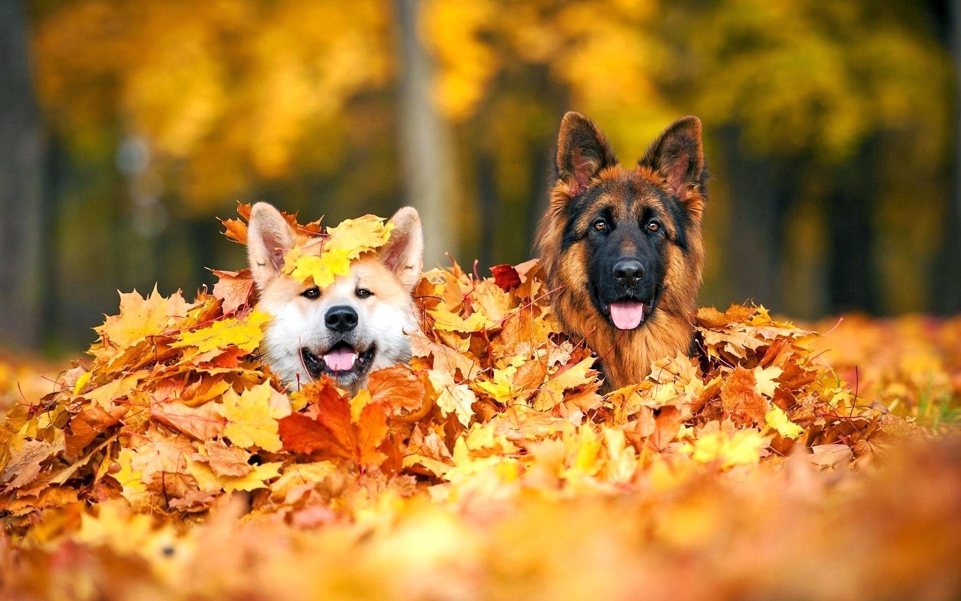 dogs leaves photo positive