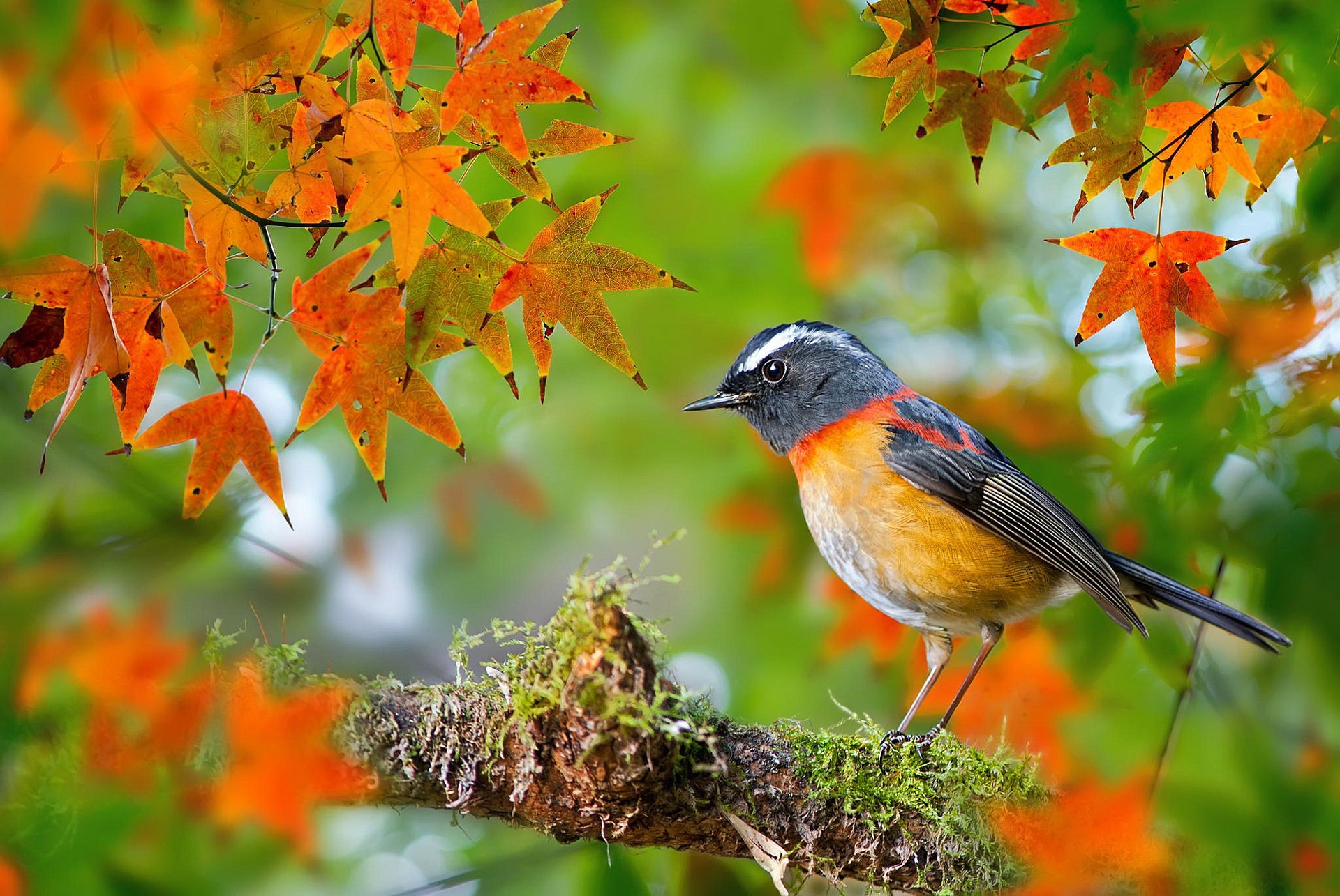 птицы мира пташка collared bush-robin fuyi chen осінь тайвань фотограф ветка клен