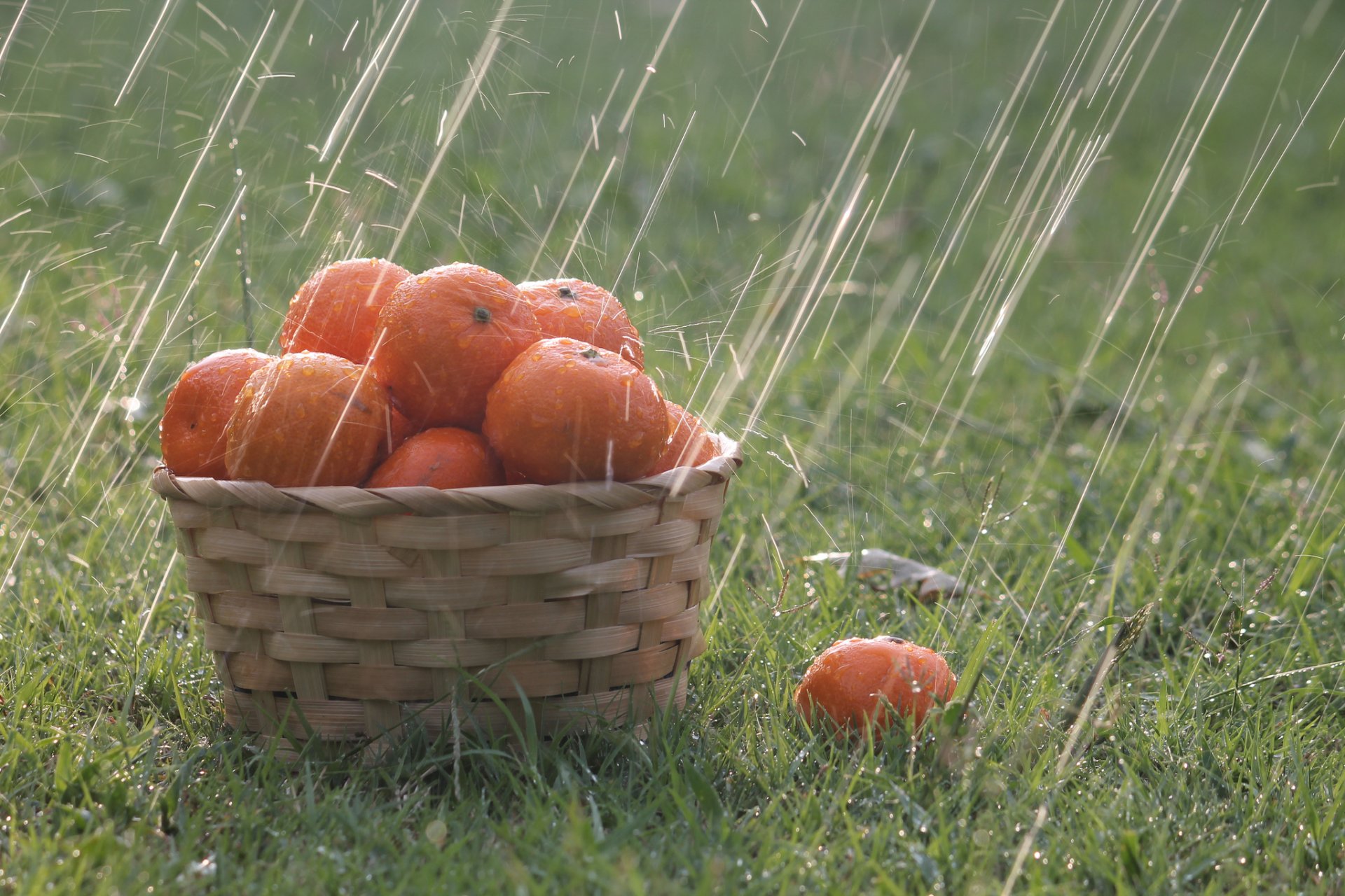 grass shopping orange drops rain