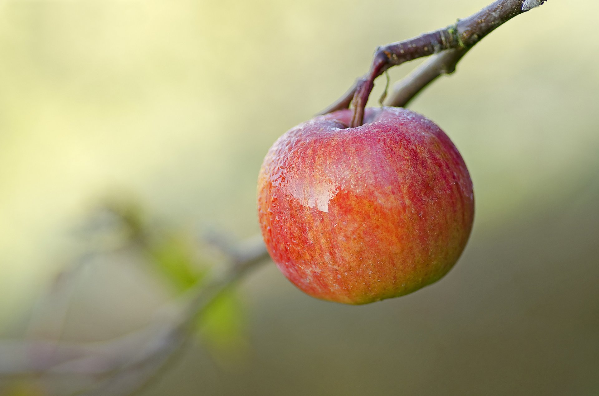 branch fruit apple background