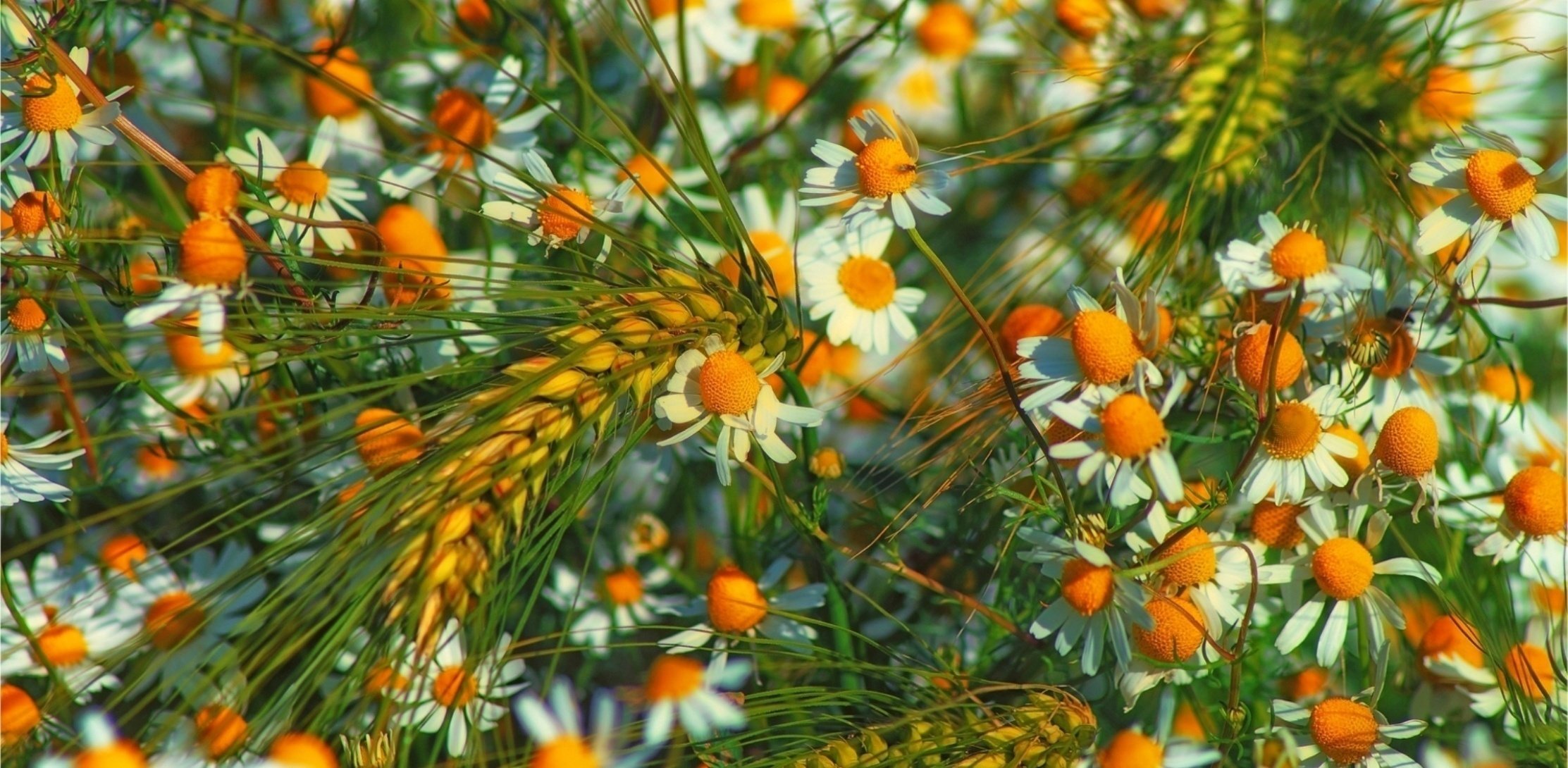 chamomile spikelets summer