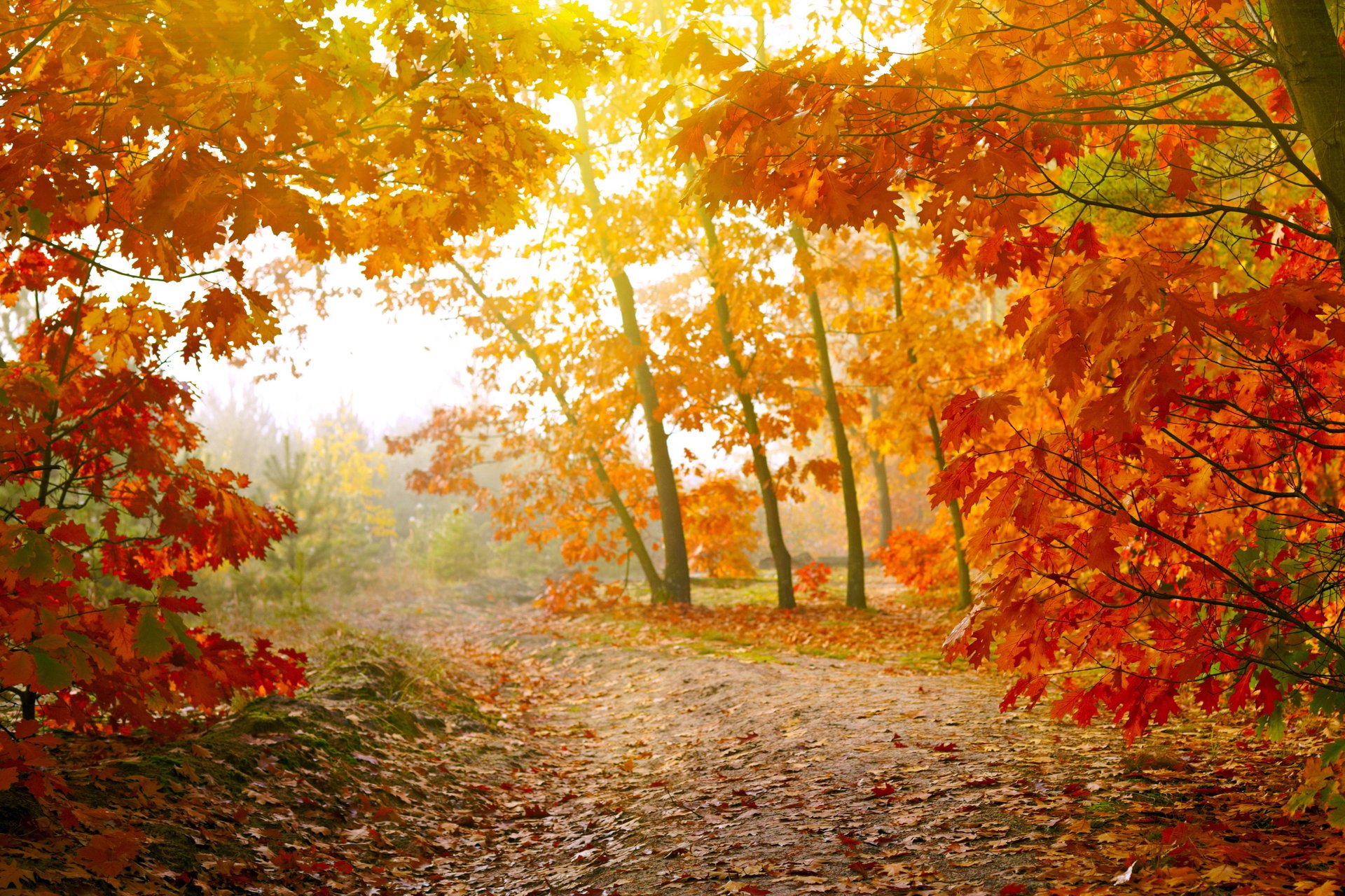 forest road trees leaves nature autumn