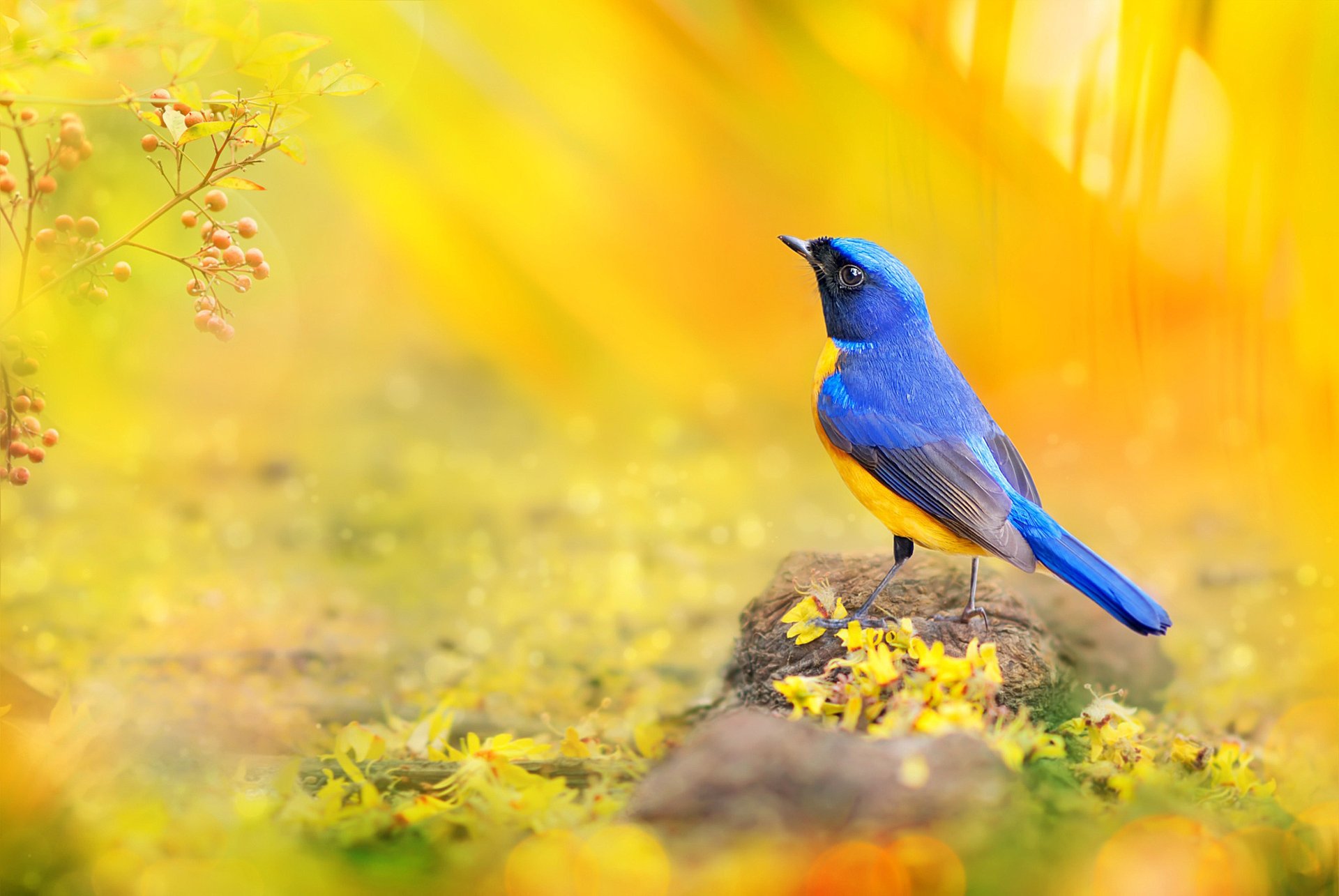 uccelli del mondo uccellino eufonia fuyi chen taiwan fotografo parco luce