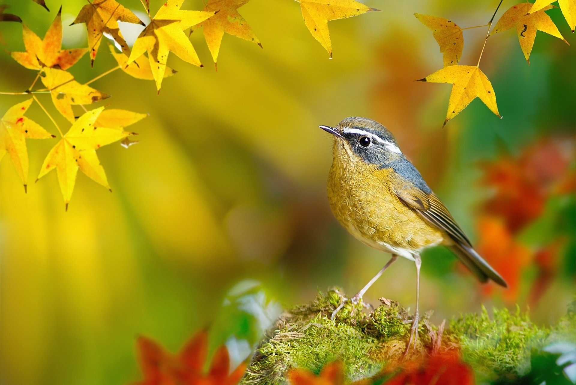 птицы мира пташка white-browed bush-robin fuyi chen осінь тайвань фотограф клен