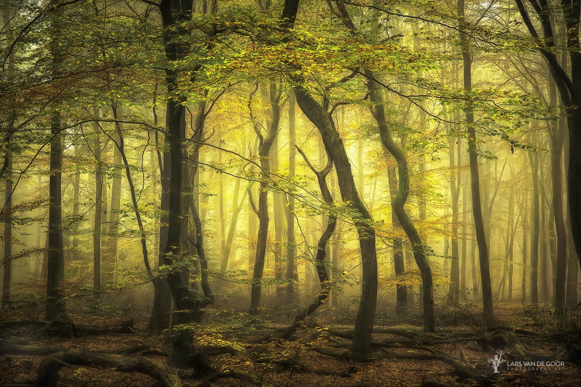 lars van de goor automne pays-bas photographe forêt arbres brouillard