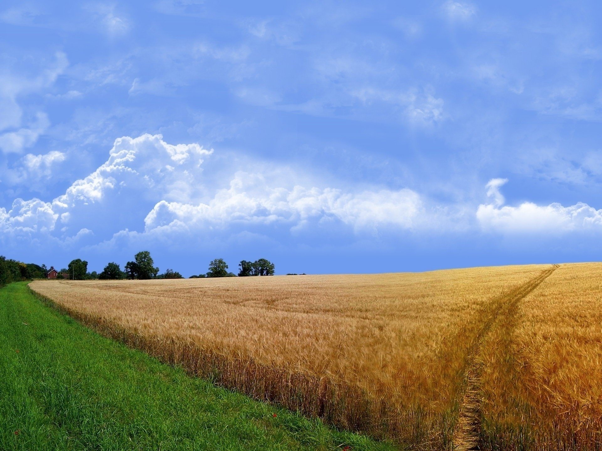 blé été nuages herbe