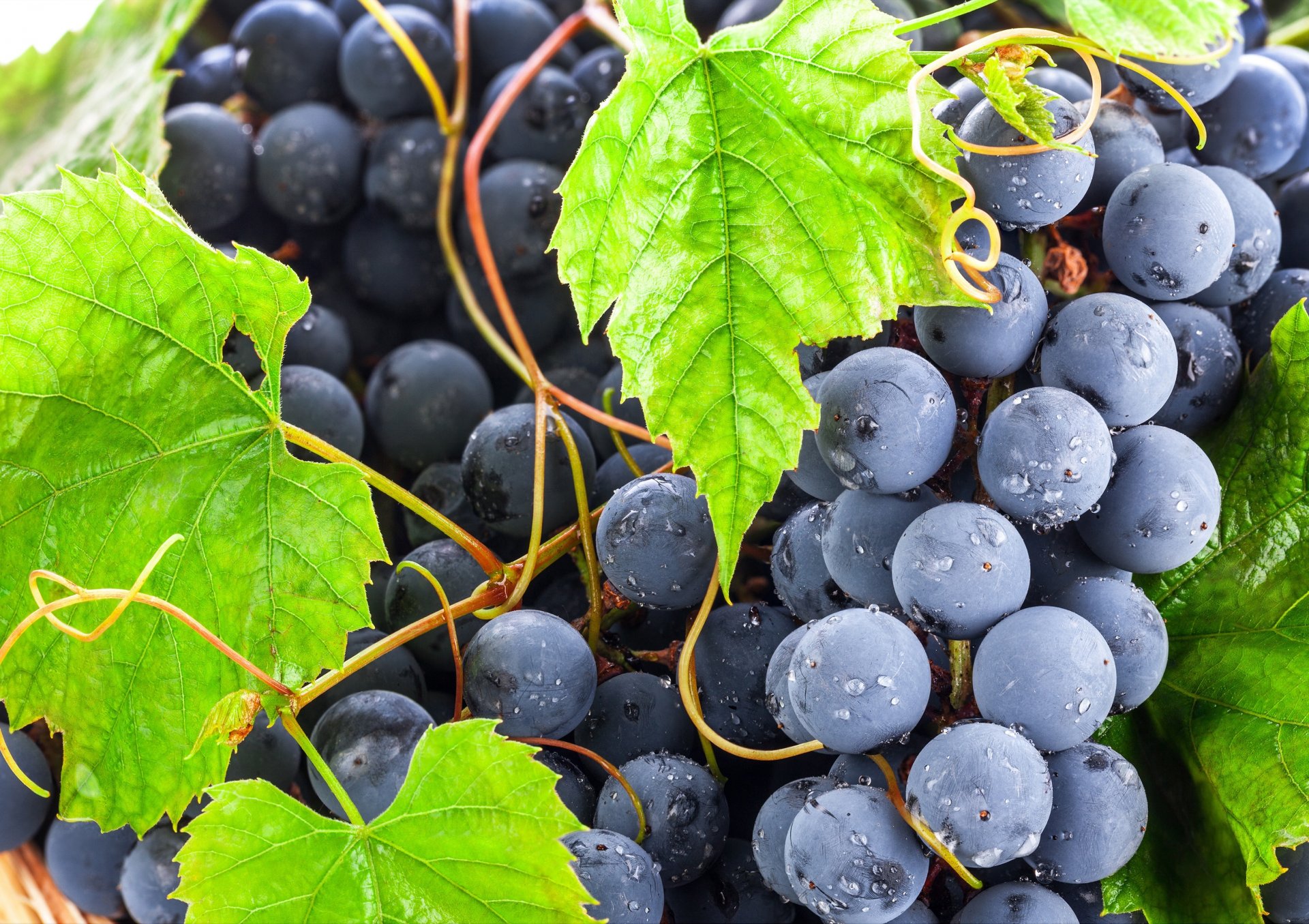 trauben rot bündel beeren blätter grün tropfen makro