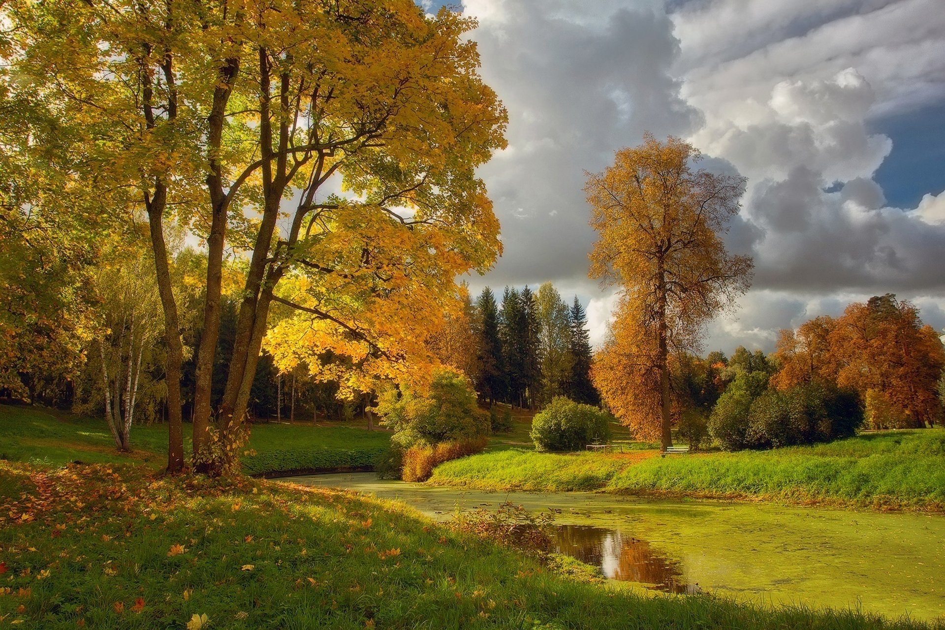 autumn tree river grass cloud