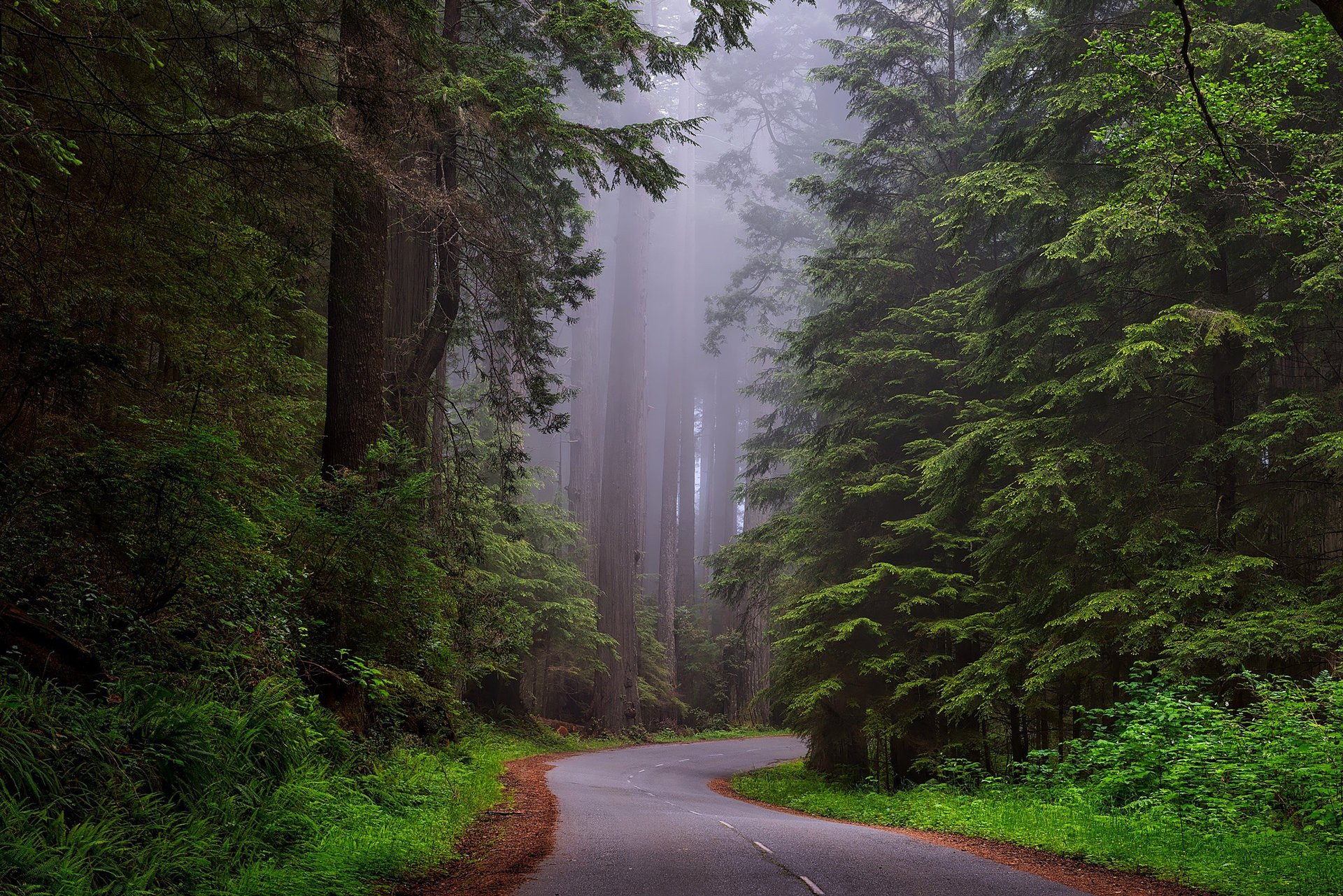 park narodowy redwood natura usa kalifornia las drzewa droga mgła