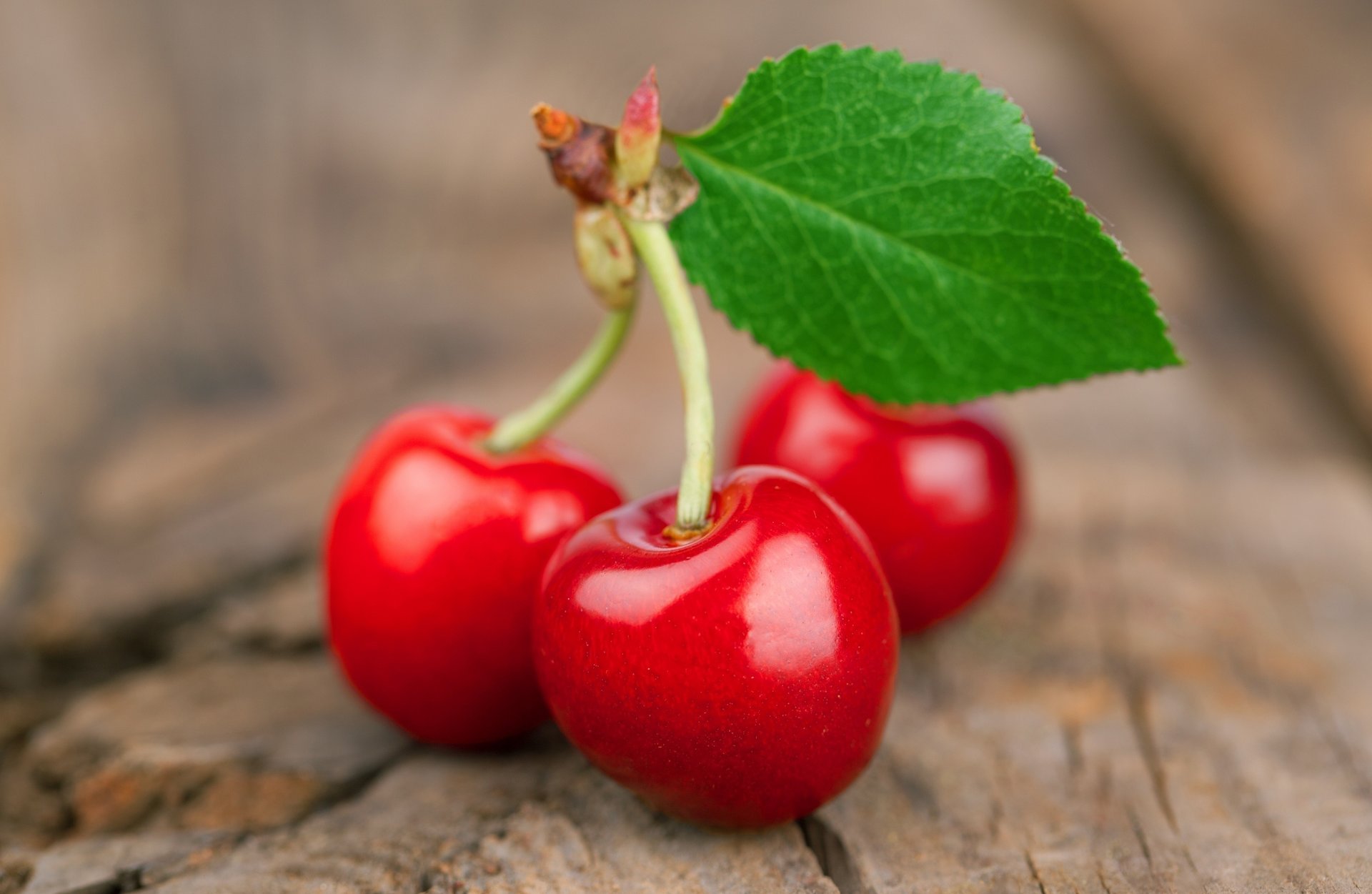 ciliegia frutta ramoscello foglia