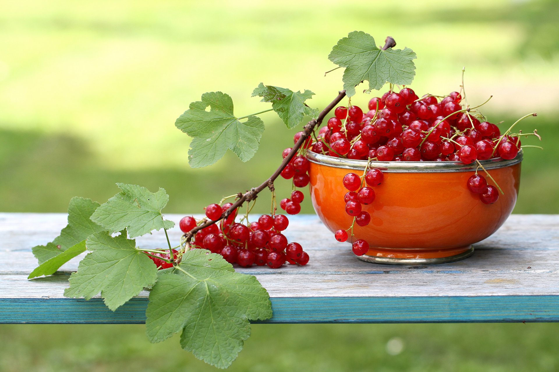 cup currants red garden branch leave