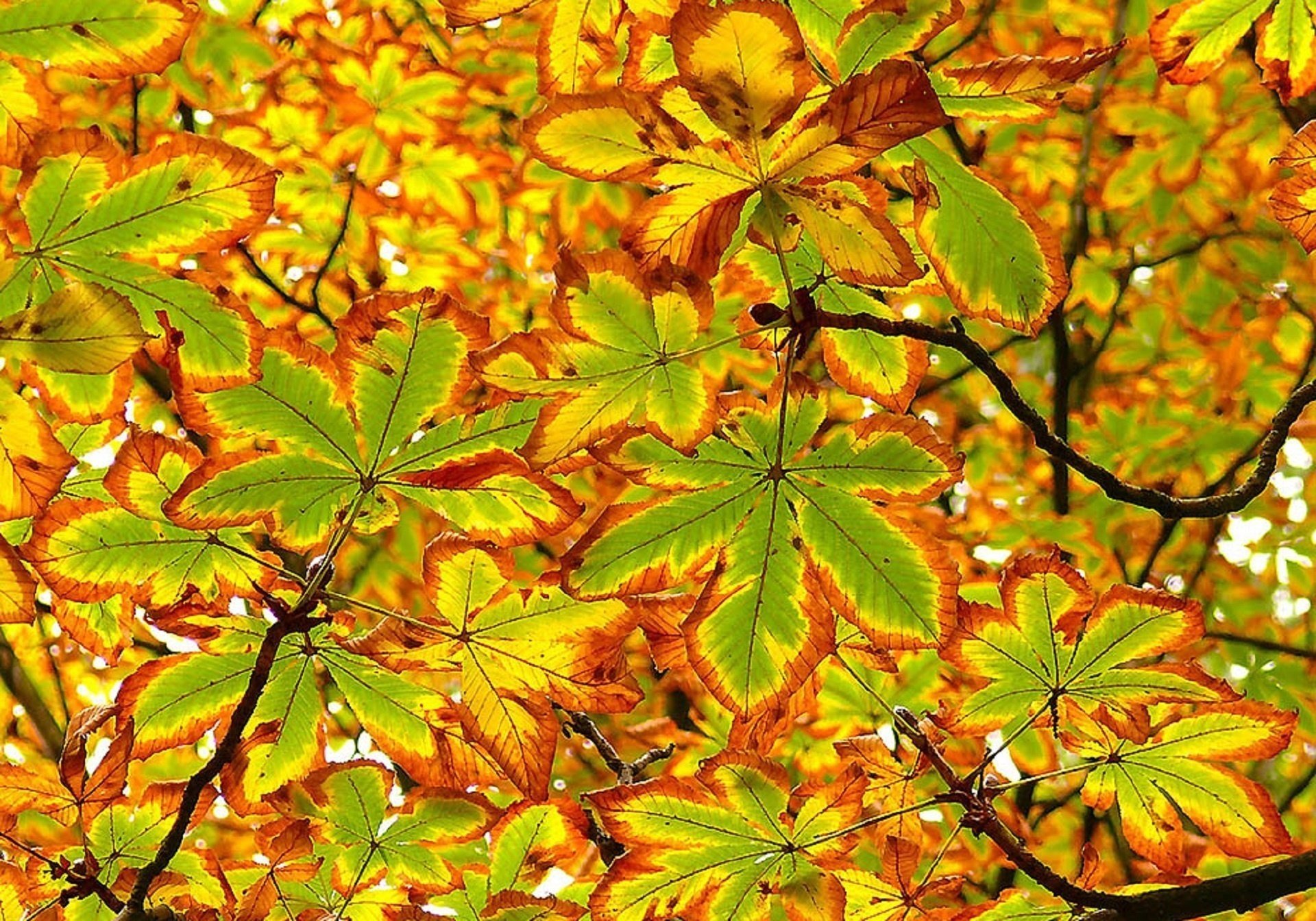 feuille d or automne gros plan