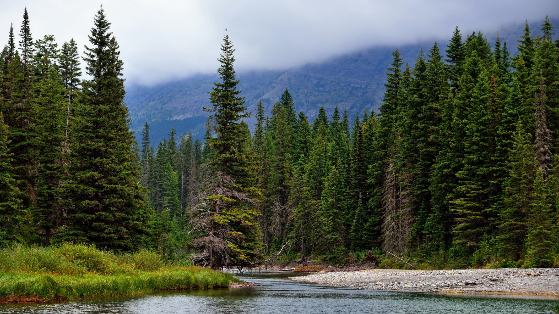 river forest spruce nature mountain