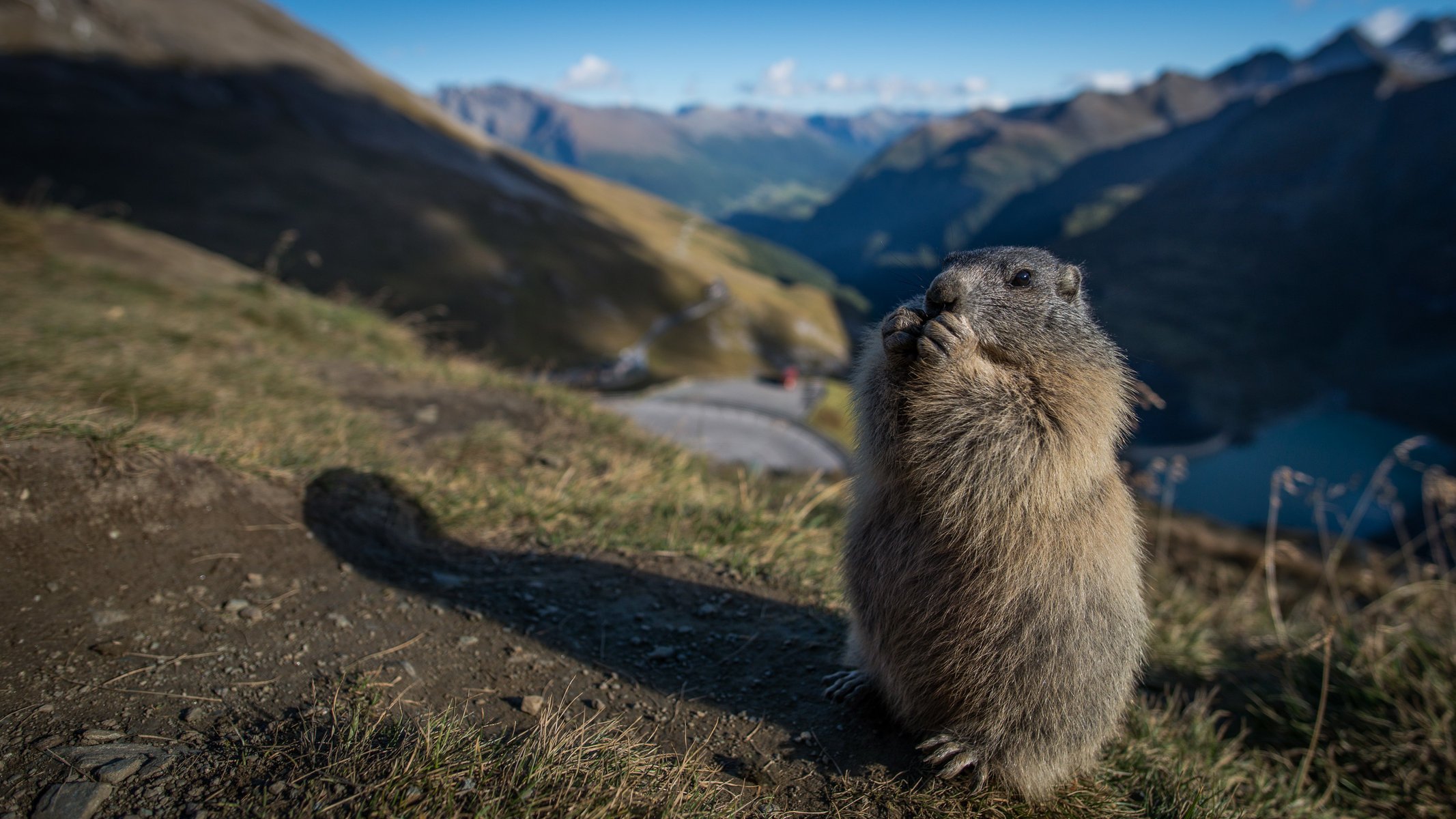 marmot грызун горы мех