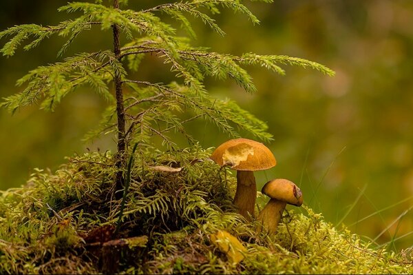 Mushrooms and a Christmas tree on a small hillock