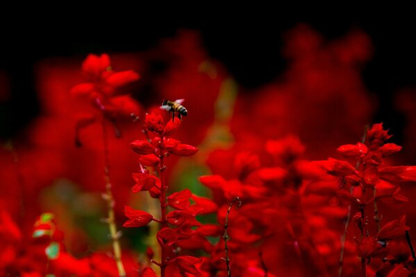 Macro shooting bee in red colors