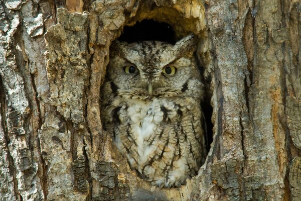 Image of an owl in a hollow tree in sunny weather