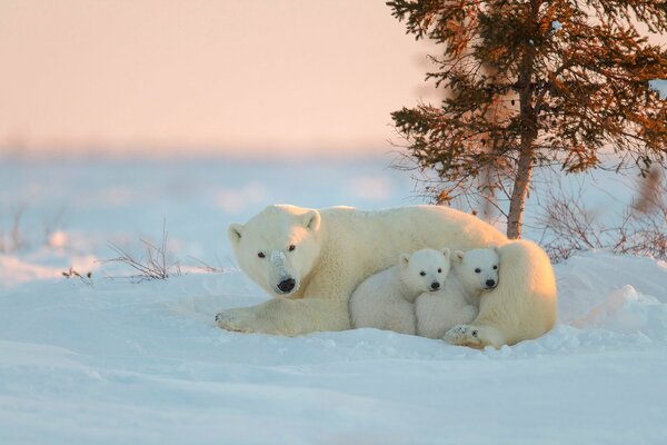 Polar bear with cubs at sunset