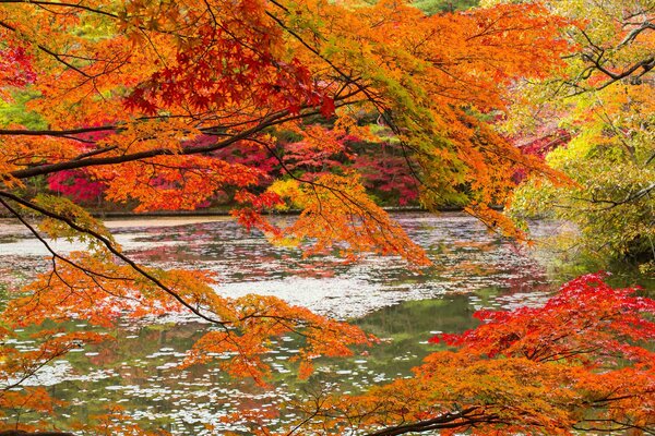 Herbstwald auf Flusshintergrund