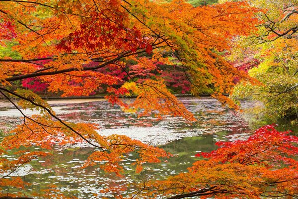 Bosque de otoño en el fondo del río