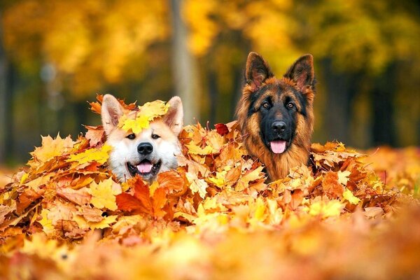 Hunde in gelben Herbstblättern