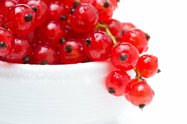 The red currant is in a vase