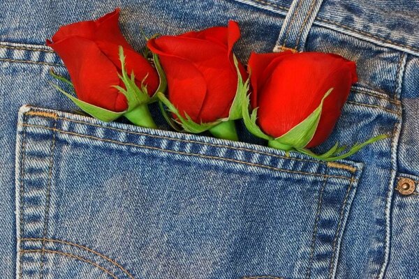 Tre rose rosse in una tasca di jeans