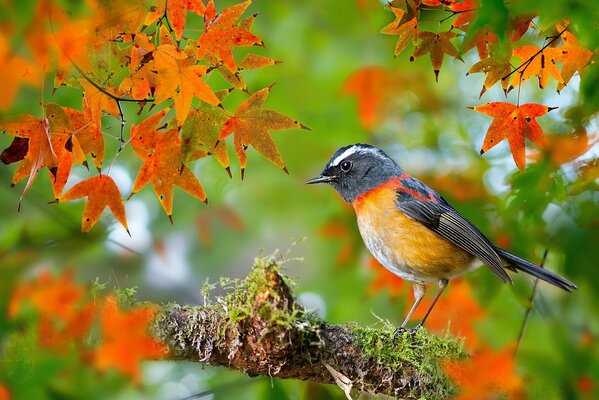 A little bird on a maple branch