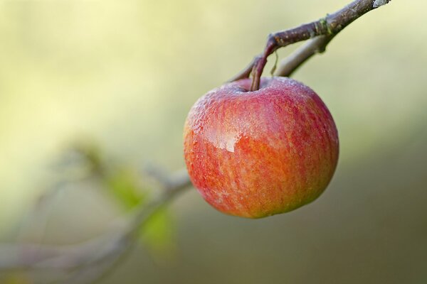 Pomme solitaire sur fond flou