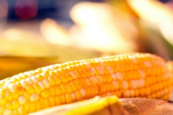 An ear of corn on autumn mornings