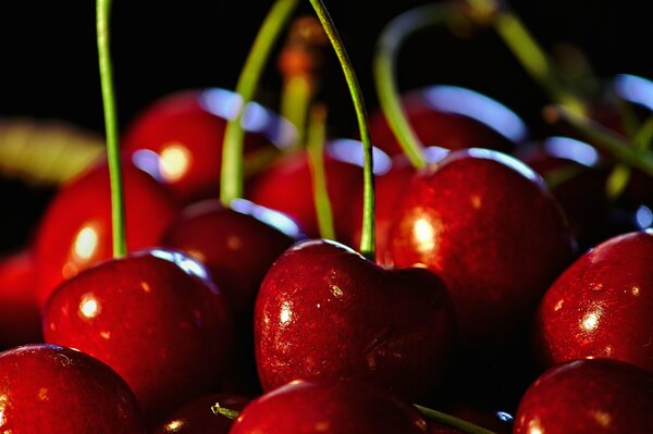 Large red cherry with twigs