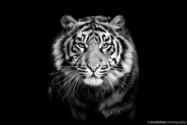 A black and white tiger. Tiger s head on a black background. Brutal look