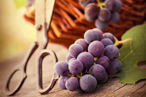 A bunch of grapes on a wooden table