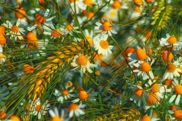 Chamomile plant in summer evening