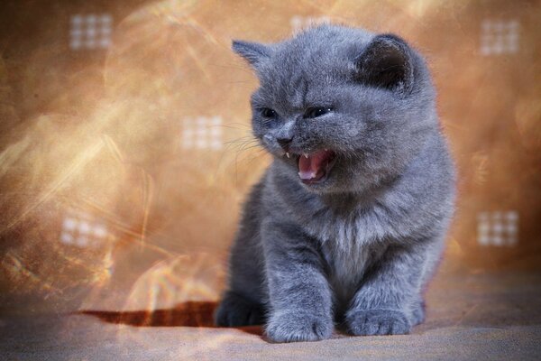 A small gray kitten with a grin. Cute kitten is angry