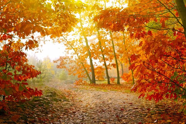 Sentier dans la forêt d automne parmi les arbres