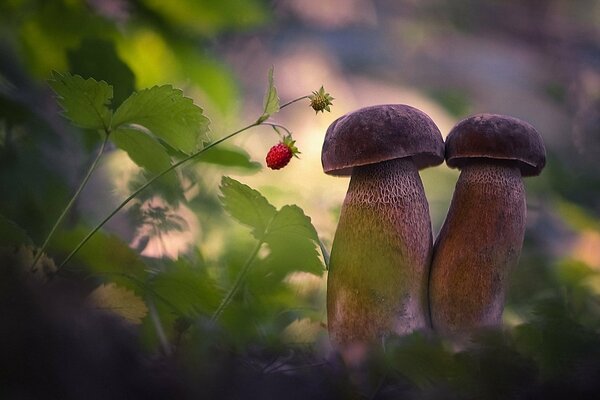 Two mushrooms and a strawberry macro photography