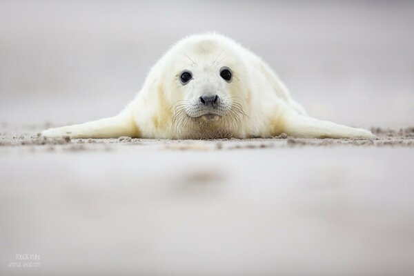 The baby seal is lying