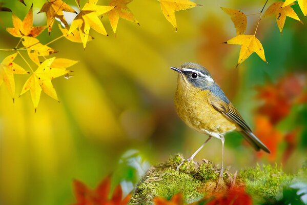 Pajarito. Aves del mundo