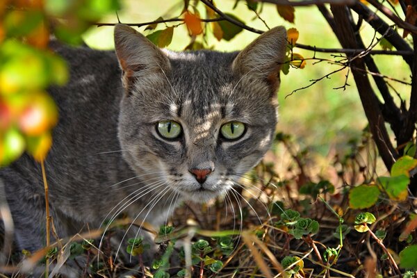 Морда серого кота. Осенний кот на траве