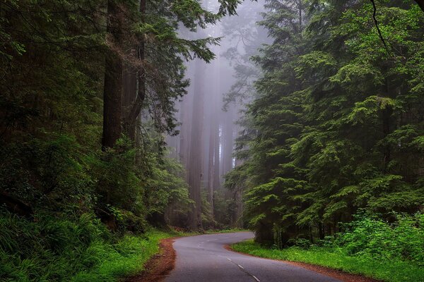 The road through the forest in the fog