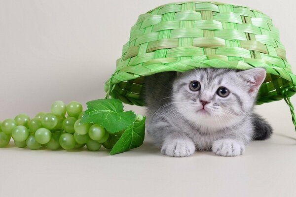 Un gatito curioso en una cesta. Gatito y uvas. Cotonaturmort