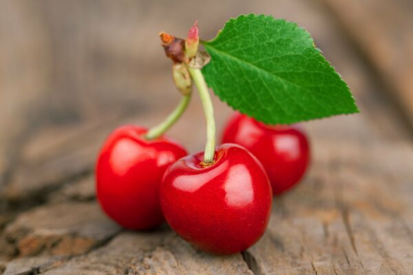 Dolce ciliegia succosa. Bacca matura