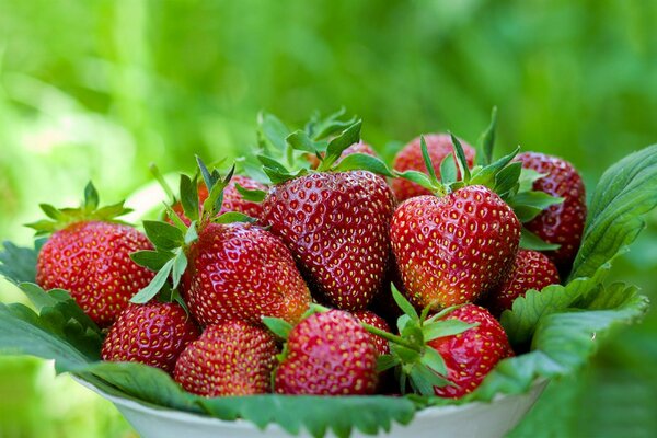 Fragole in tazza con foglie verdi