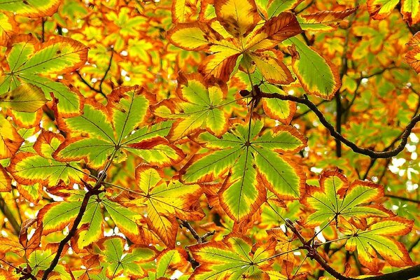 Yellow autumn chestnut leaves