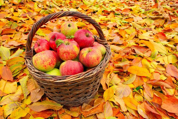 Cesta de manzanas en hojas caídas